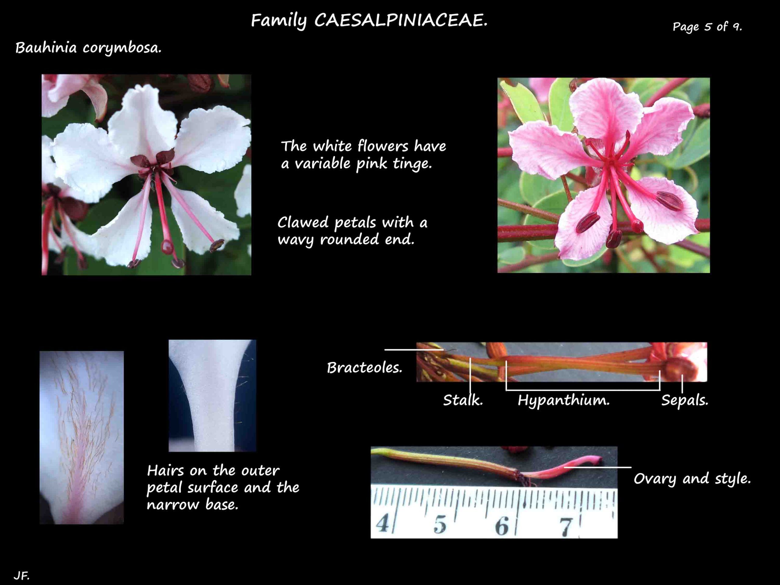 5 Bauhinia corymbosa flowers